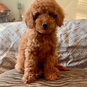 micro mini golden puppies for sale