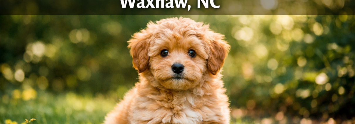 Micro Mini doodle puppies for sale Waxhaw
