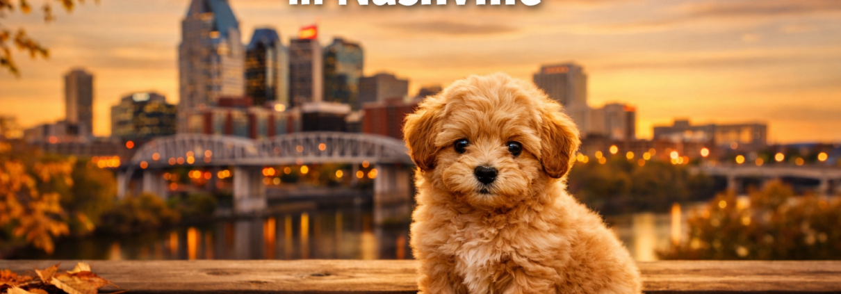 Micro mini goldendoodle puppies in Nashville